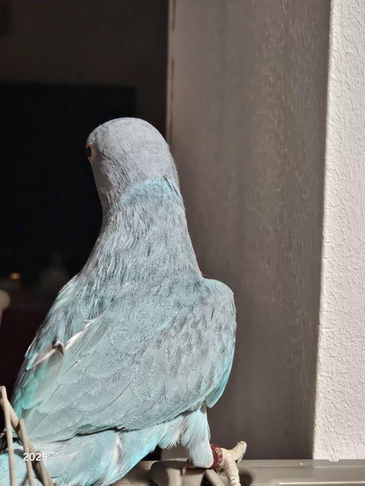 Papagal Micul Alexander