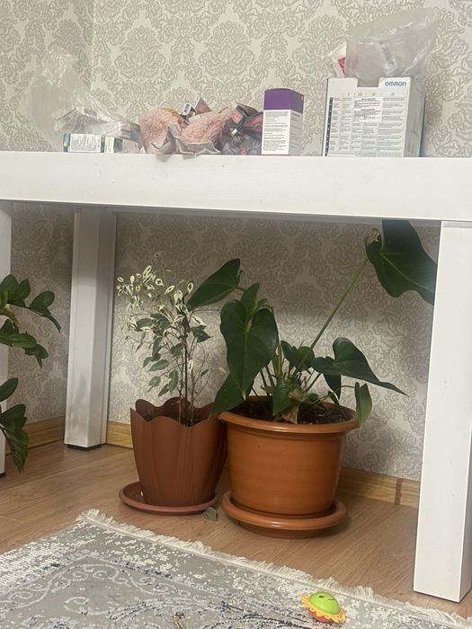 Продаю красивые комнатные растения