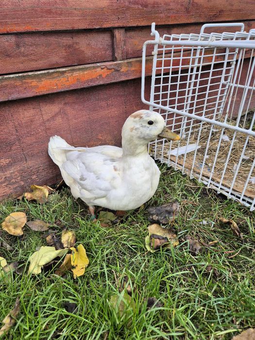 Rate pitice olandeze