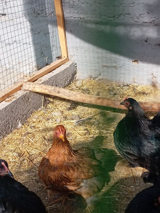 Япон хурози ва товуги.