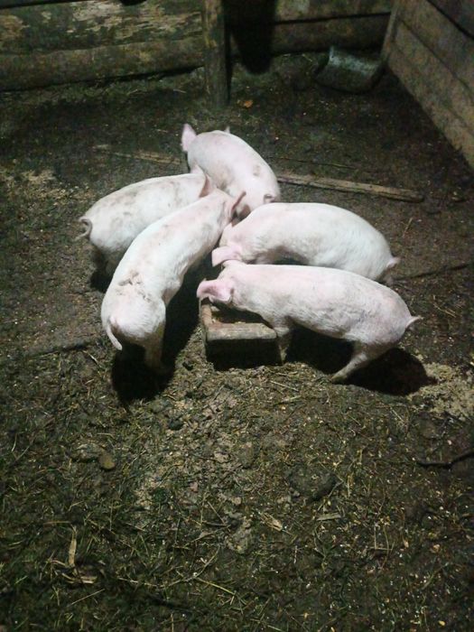 Berbecuț breaz de vânzare berbecuț breaz. Mai multe detalii la telefon