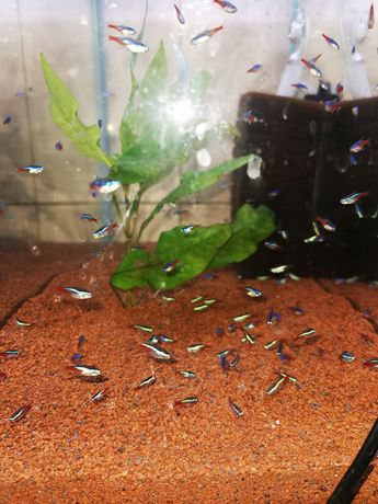 Neoni albaștri inessi - pesti exotici de acvariu