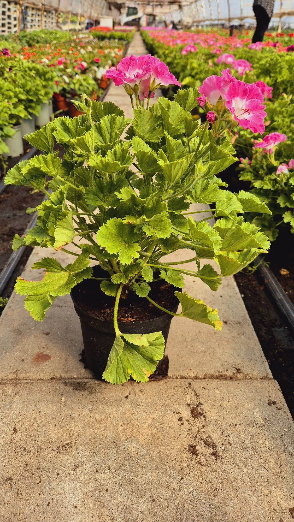 Pelargonium grandiflora / Muscate