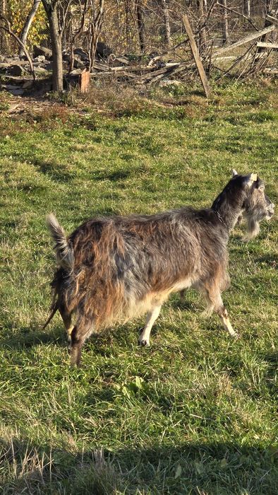 Vând două capre, gestante.