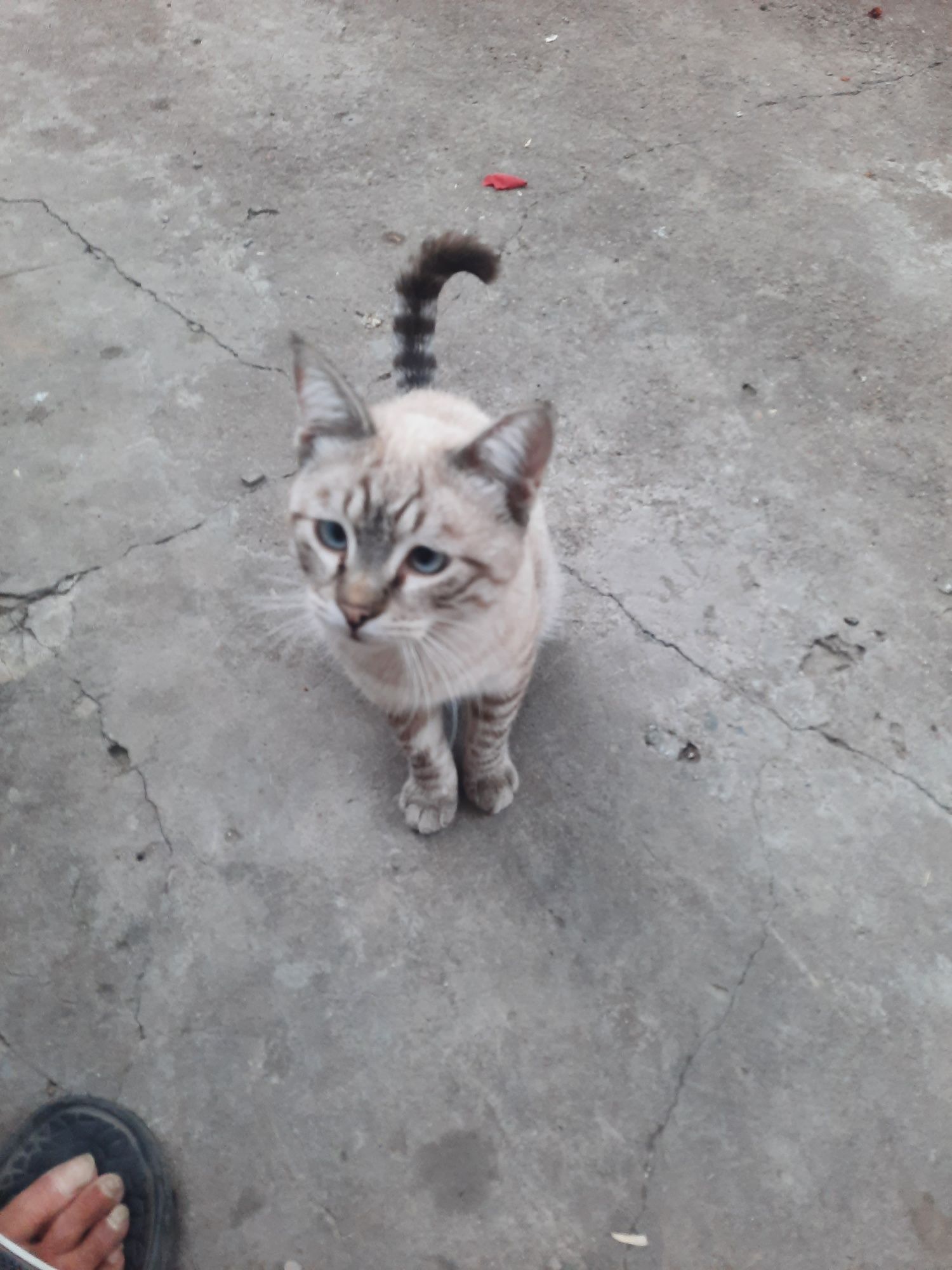 Отдам даром кота