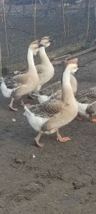 Gâște leșești de vânzare