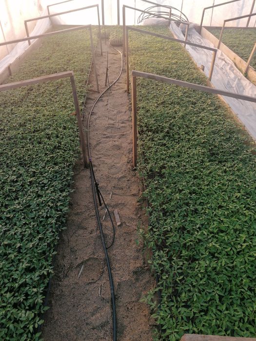 Rasaduri de vanzare !