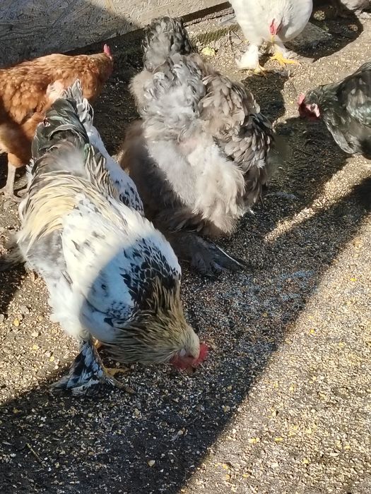 Vând cocosi sau schimb