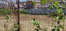 PF Teren intravilan Bucium Lidl 660mp2