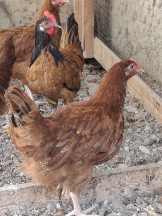 Товуклар сотилади Адлер Форверк Российский