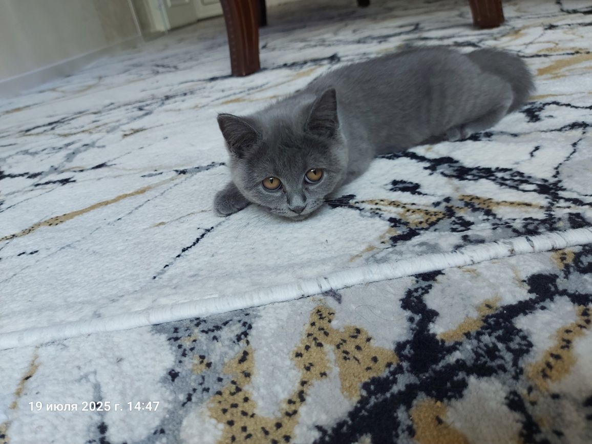 Котёнок  Мушик продаётся