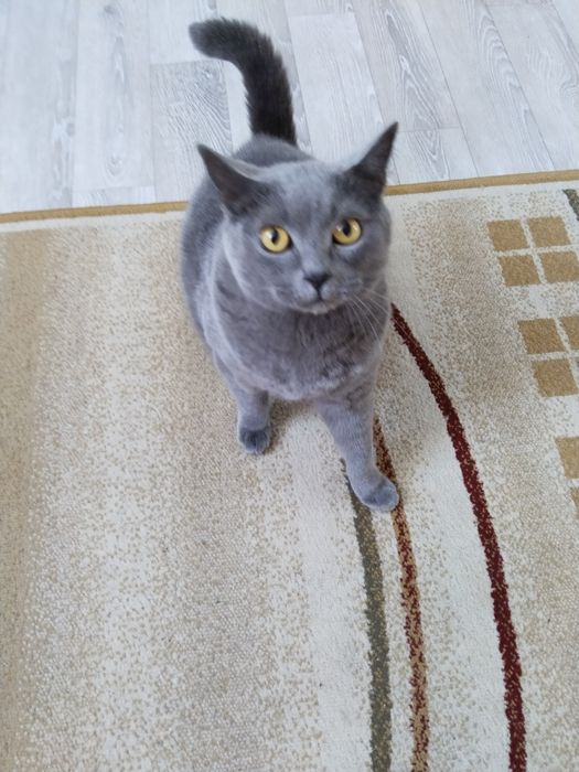 Отдам в хорошие руки кота