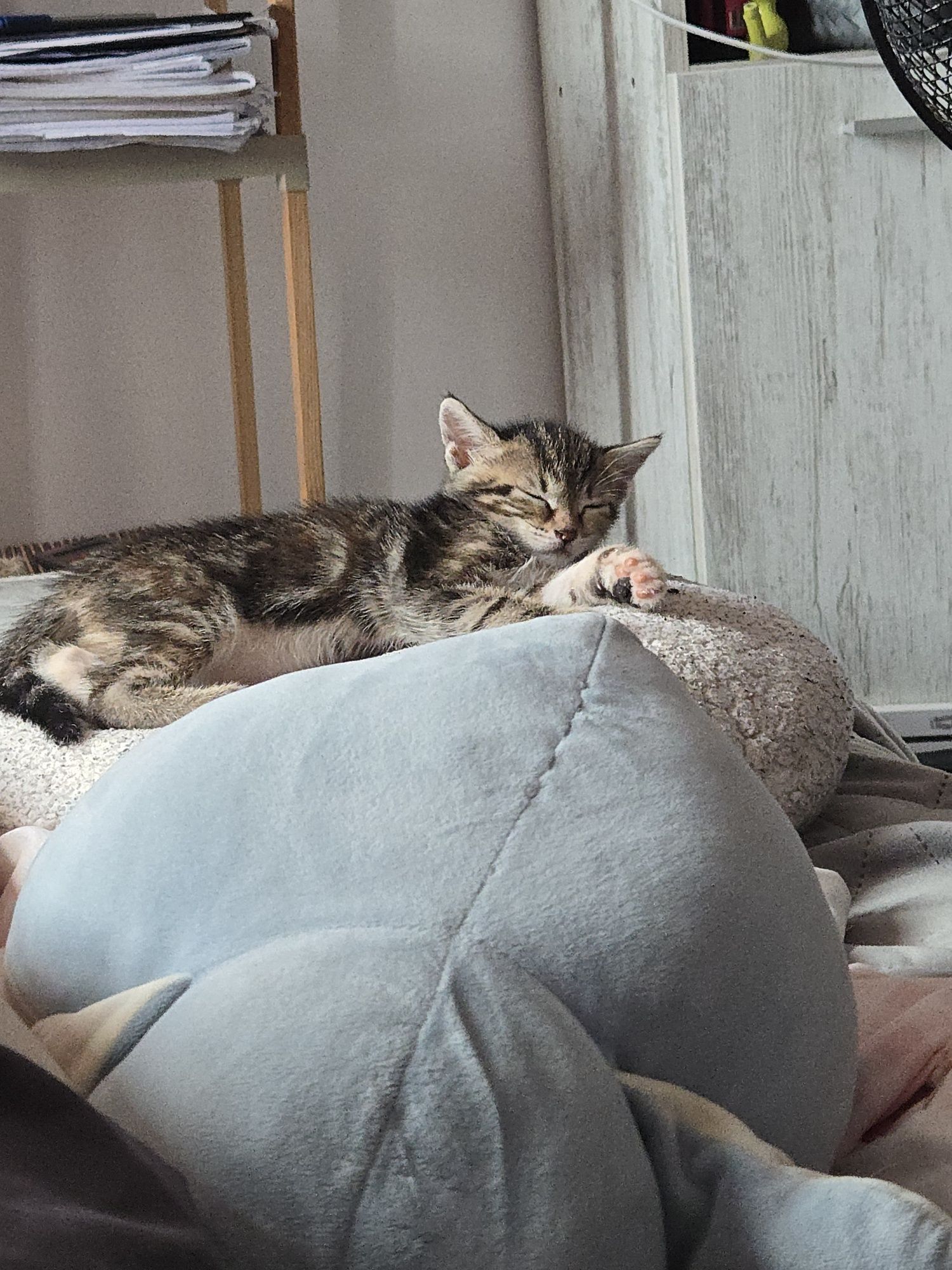 5 pui de pisica pentru adopție