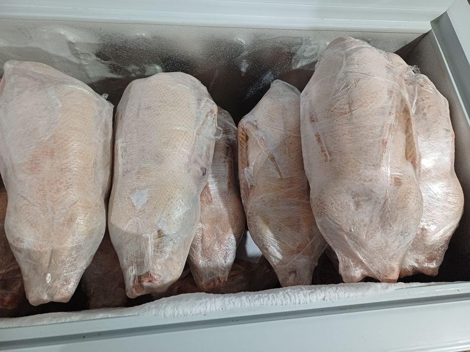 Продам домашних гусей.