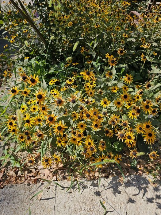 Саженцы Рудбекия (Rudbeckia)Саженцы рудбекии.