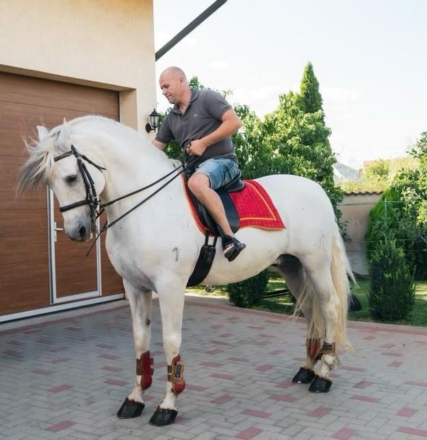 Vand Armasar Andaluz