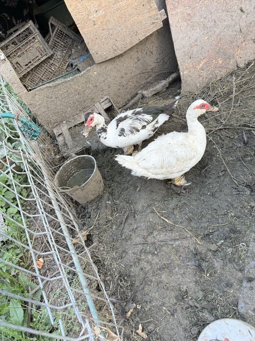 Schimb rate romanesti si mute,gaini cu gâște sau curci inclusiv pui