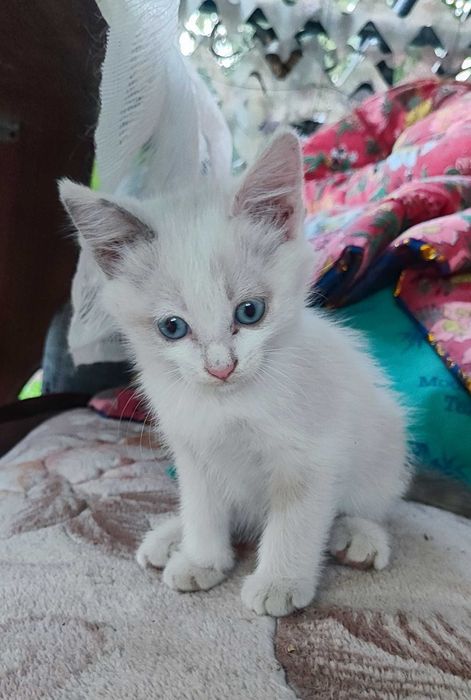 Вислоухие котята в дар
