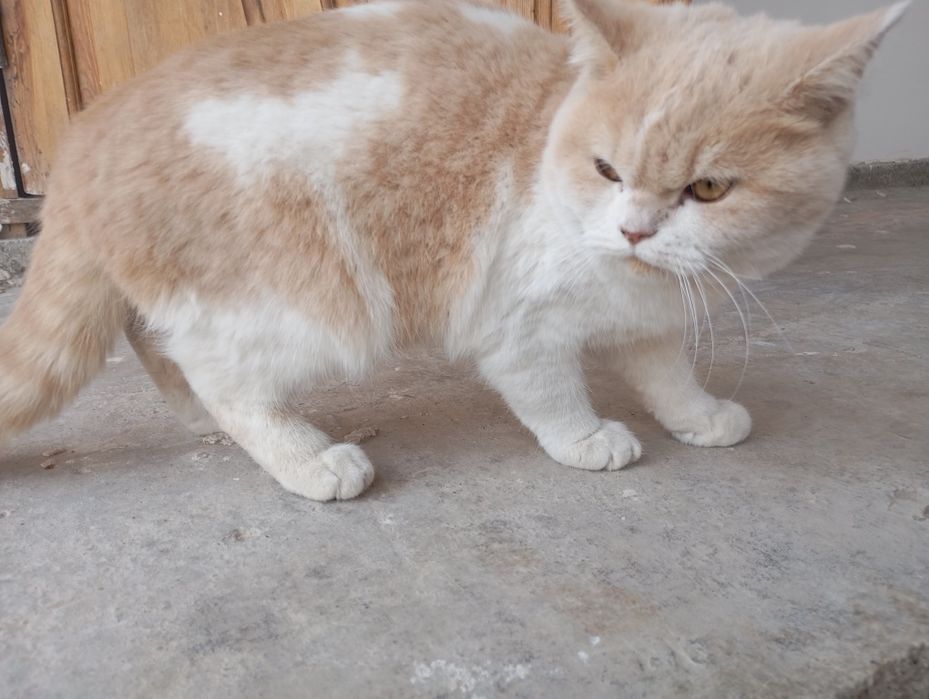 Mushuk sotiladi zoti shorthair