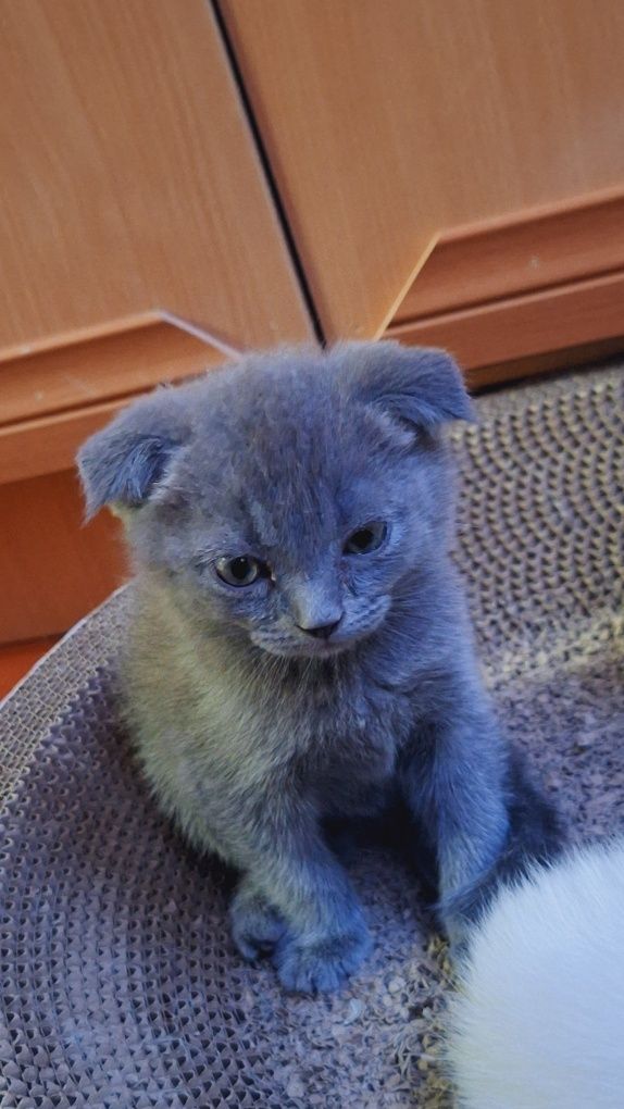 Продаётся котёнок мальчик 2 месяца...