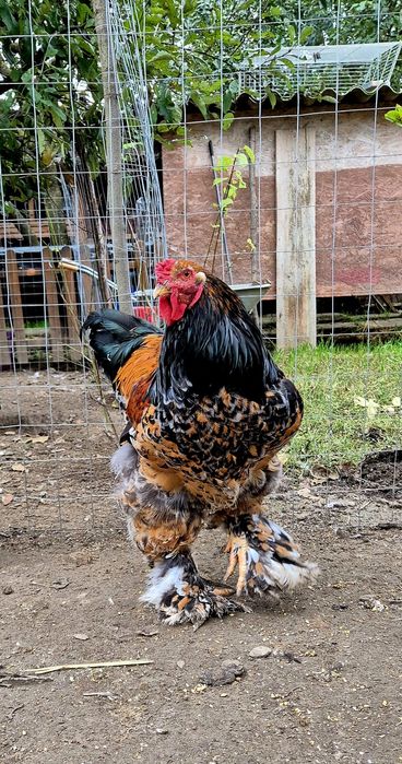 Cocoș brahma portelan vand/schimb