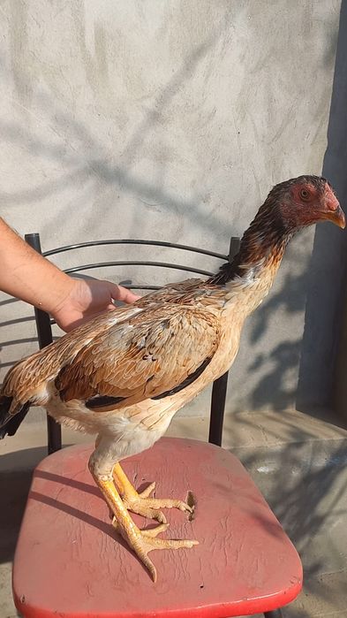 Жужа товук сотилади привазной зотладан