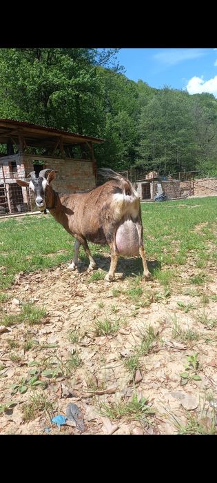 Vând capră bună de lapte