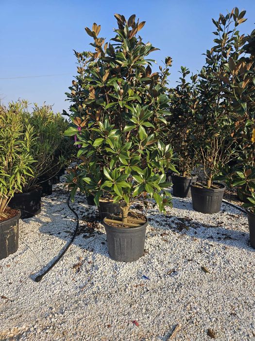 Magnolia grandiflora