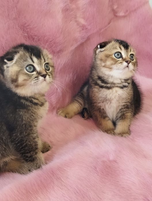 Вислоухийе Шотландские котята .