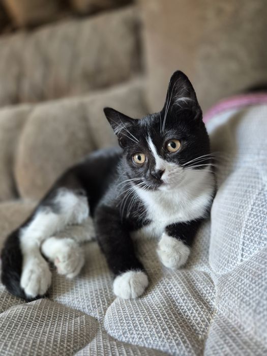 Отдам котят в хорошие руки