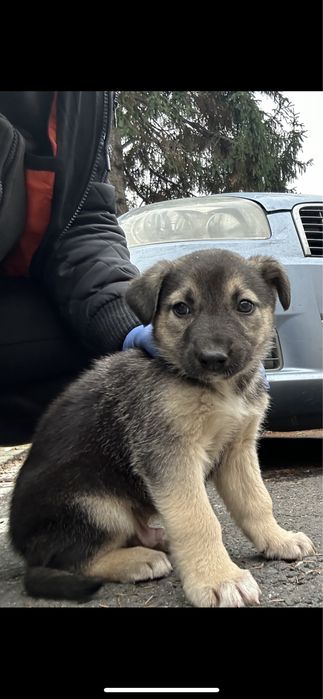 Donez catel pentru curte