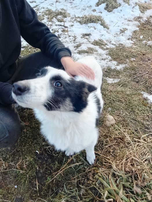 Щеночки ищут дом