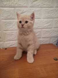 Продам британского  котенка  рыжей красивой раскраски