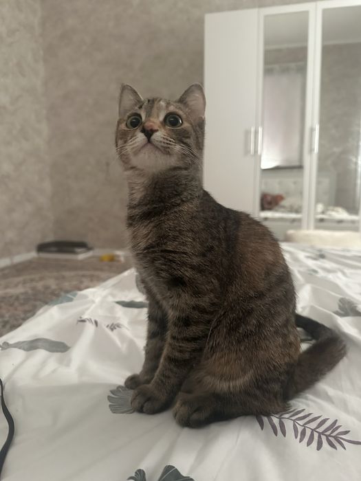 Красивая домашняя табби-кошка