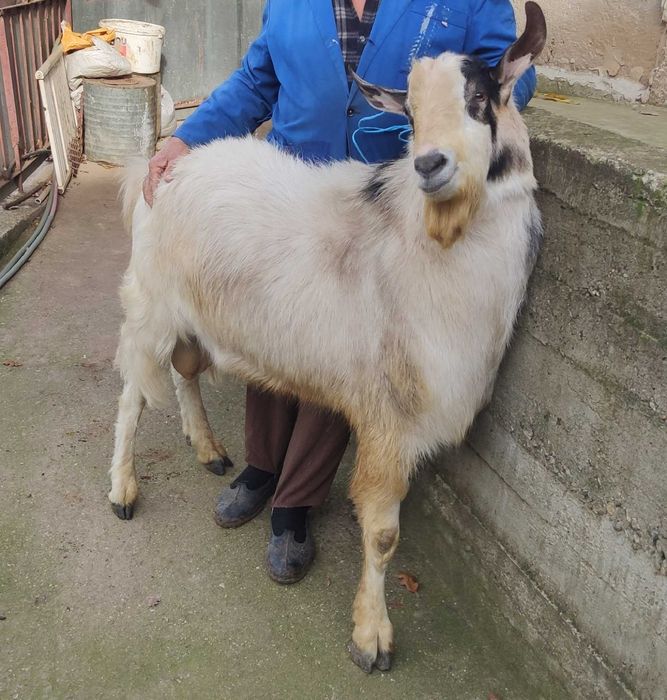 Козел (Пръч) за продан