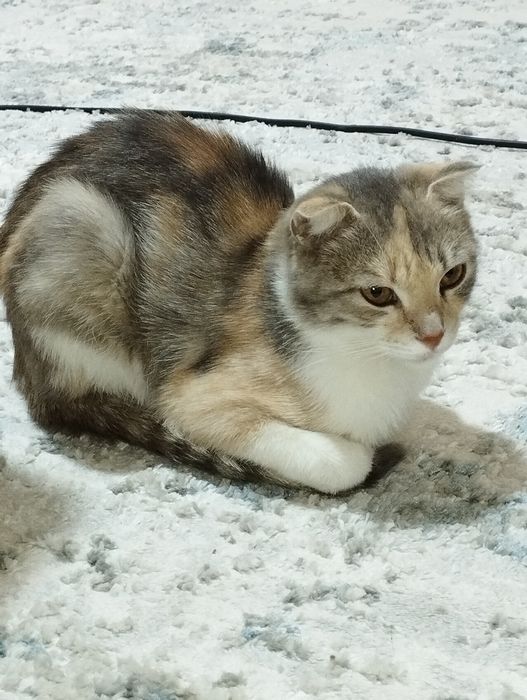 Продам шотландскую вислоухую кошечку, 1 год нежная и спокойная