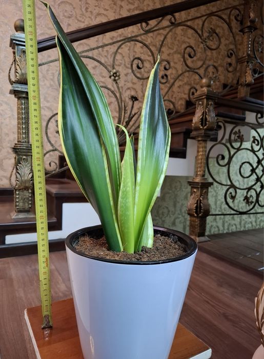 Sanseveriya ochen krasivaya