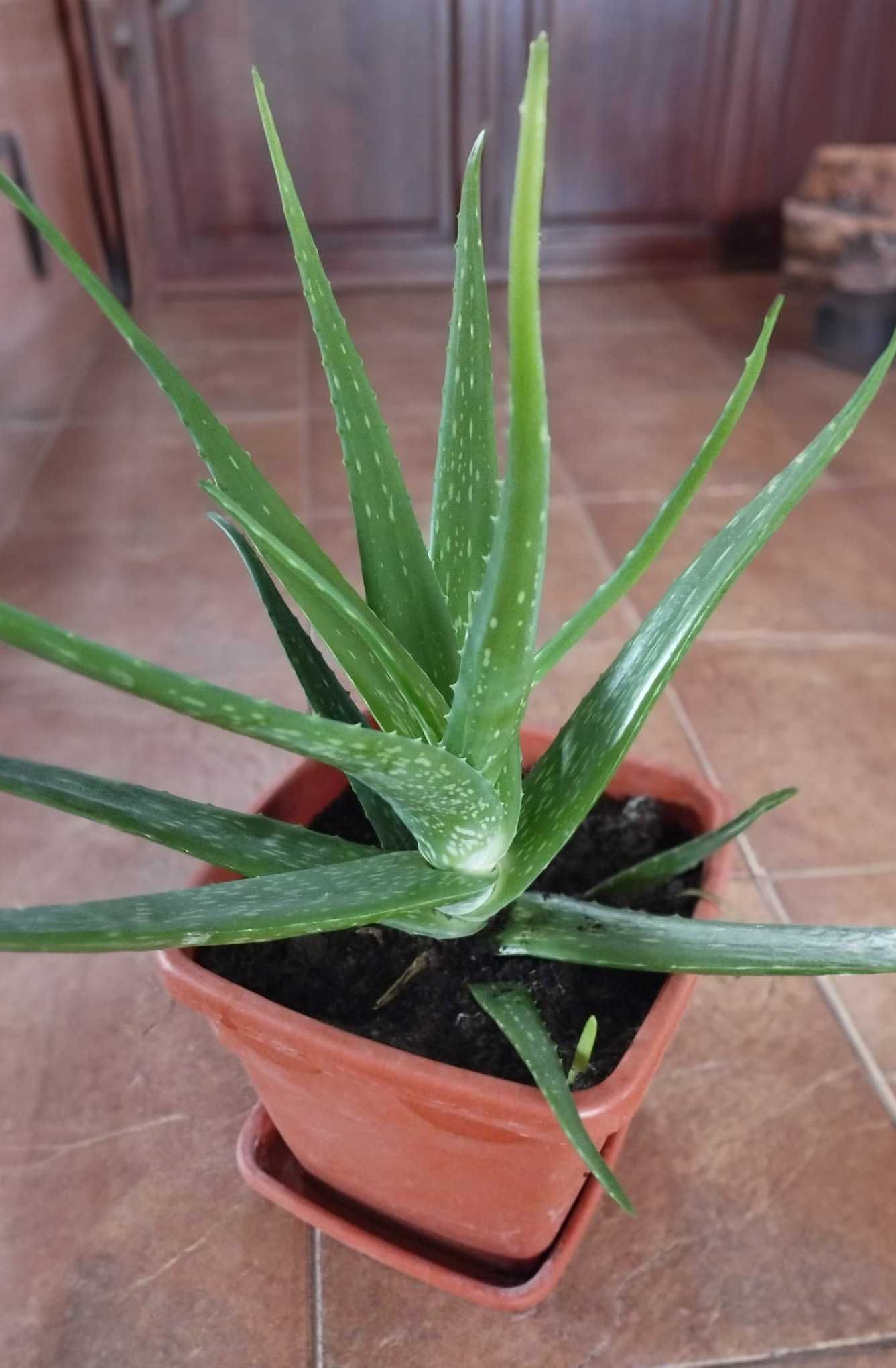 Aloe Vera Medicinală