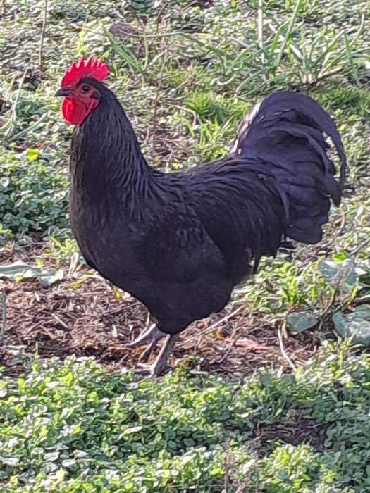 VÂND cocoși Australorp