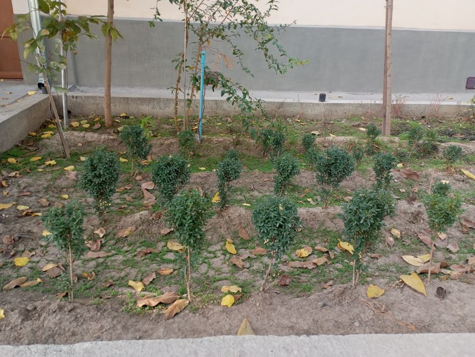 Shamshod ko'chatlari