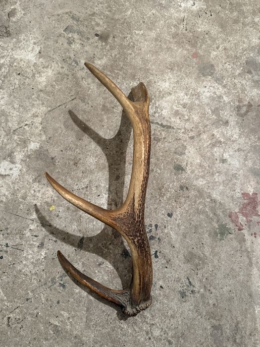 Продавам рог от елен