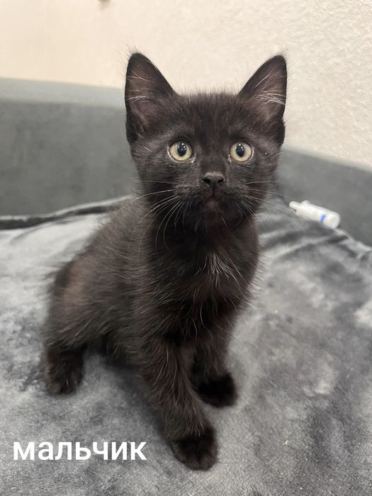 Двухмесячные котята