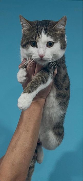 Молодой кот в добрые руки