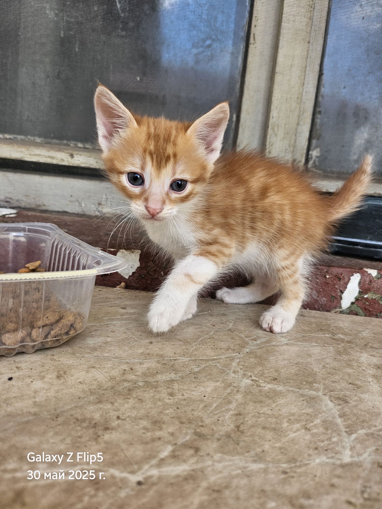 Подарявам котета
