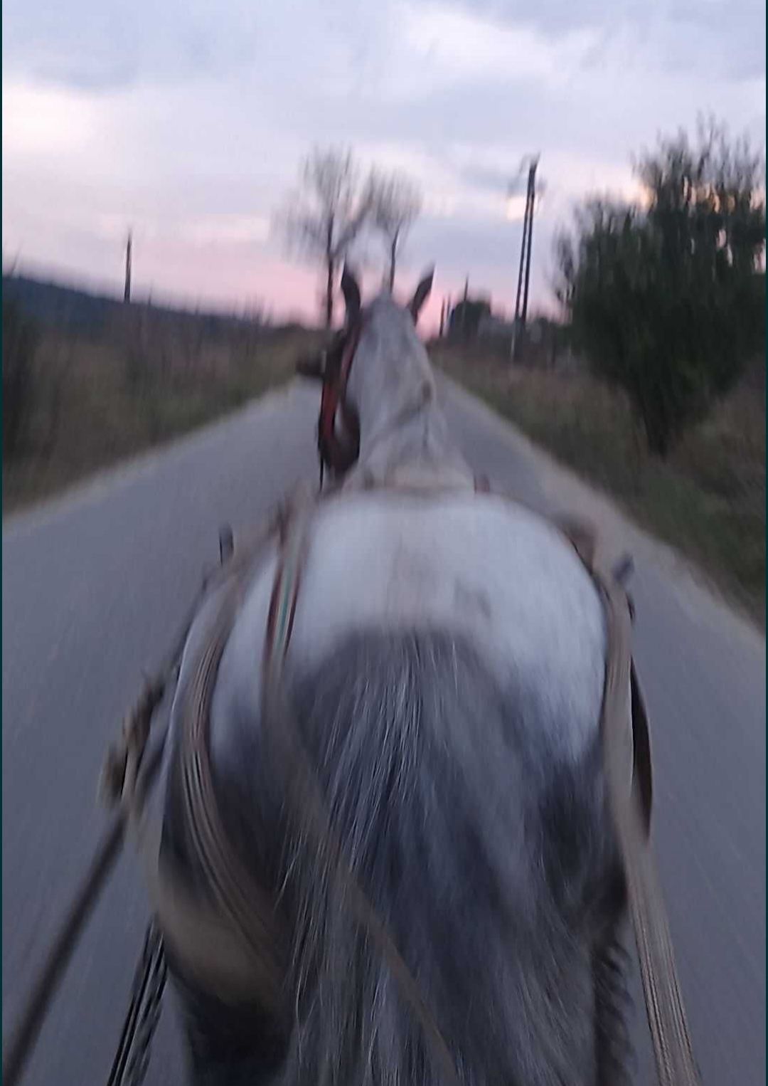Vând cal bun de tracțiune