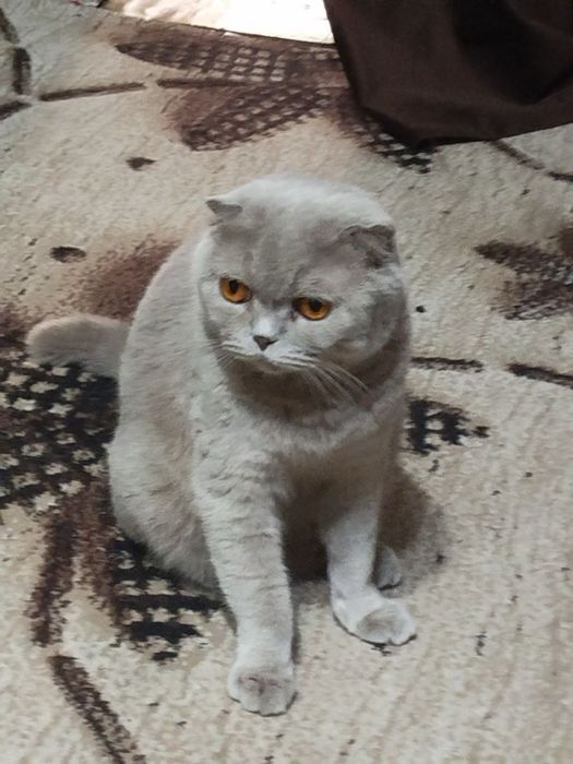 Продаются скотиш фолд