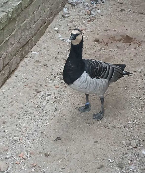 De vânzare gascan calugar matur