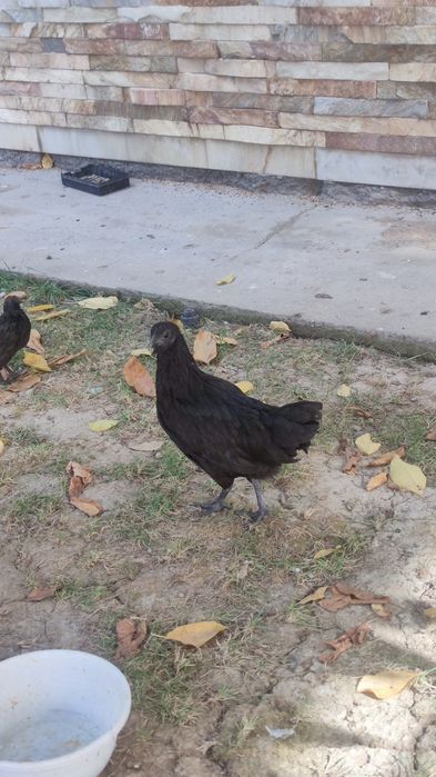 Qora tovuq jo'jalari 5 dona 4,5 oylik donasi 200 000 hammasini sotaman