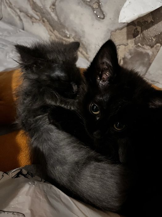 Котята 1,5 месяца отдам в добрые руки