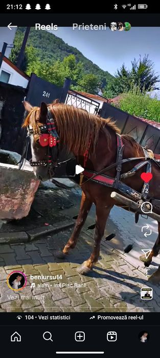 Vând sau schimb iapă și oi(nam poza cu oile)